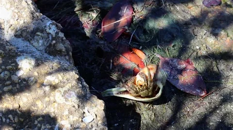Hermit Crab Flip Stock Footage 52394129