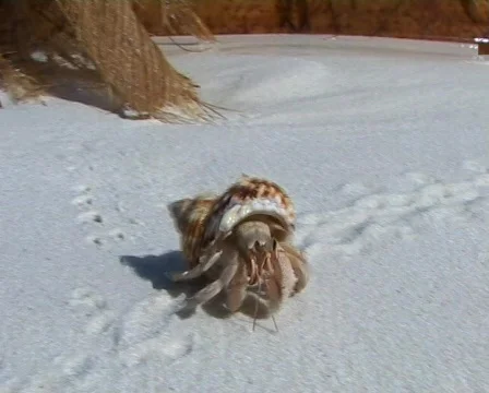 Hermit crab Stockbeeldmateriaal 310731