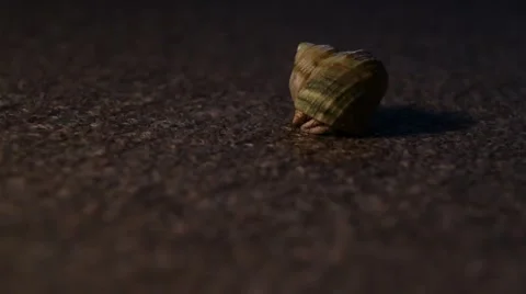 Hermit Crab 動画素材 951041