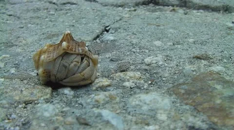 Hermit crab Stock Footage 8907110