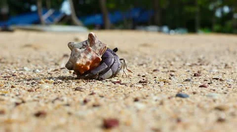 Hermit Crab Stock Footage