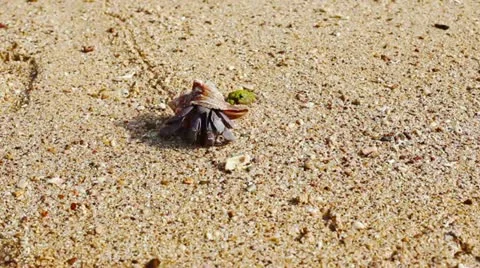 Hermit Crab Stock Footage 10864517