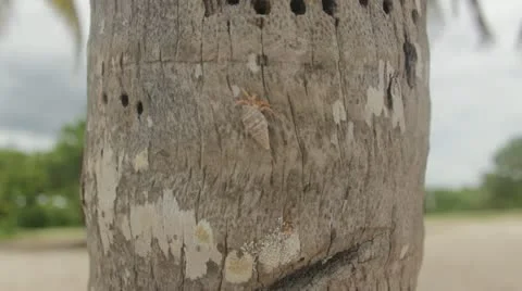 Hermit crab Stock Footage 12366473