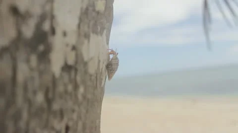 Hermit crab Stock Footage 12366477