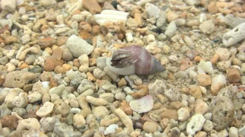 Hermit Crab Видео 12475105