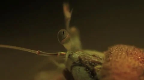 Hermit Crab Vídeos de archivo 20526045