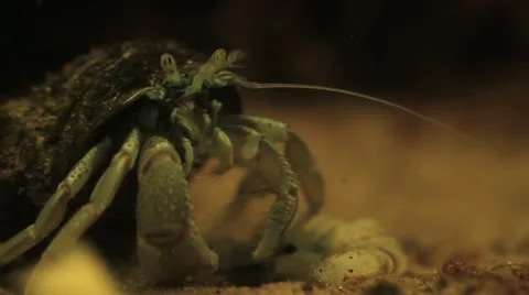 Hermit Crab Stock-Footage 20526074