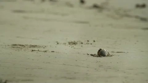 Hermit Crab Stock Footage 21021304