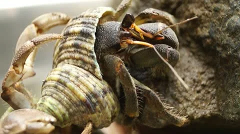 Hermit Crab Stock Footage