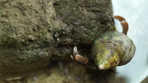 Hermit Crab Stock Footage