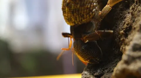 Hermit Crab Stock Footage