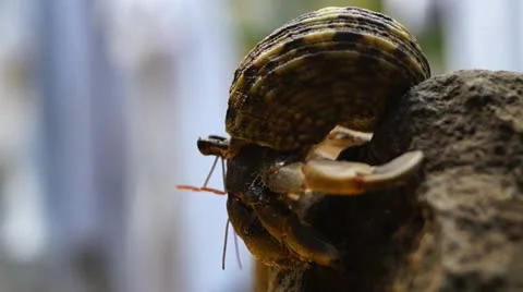 Hermit Crab Stock Footage