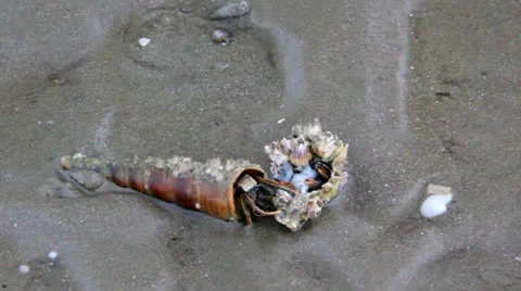 Hermit crab Stock Footage 25708060