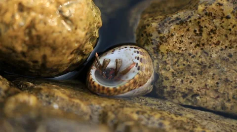Hermit crab Stock Footage 33793007