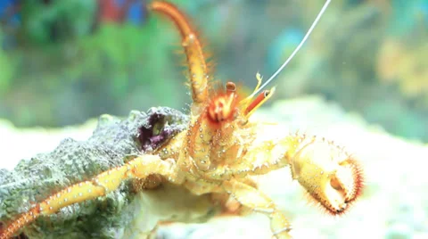 Hermit Crab 스톡 동영상 37821888