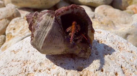 Hermit crab Stock Footage 41825443