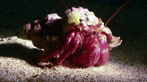 Hermit crab Stock Footage 42888976