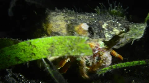 Hermit Crab Stock Footage 58912071