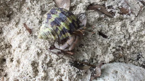 Hermit Crab Stock Footage 65524669