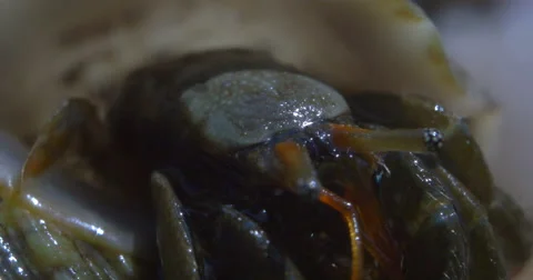 Hermit crab Stock Footage 66685433