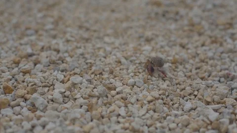 Hermit Crab Stock Footage 84229730