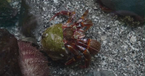 Hermit Crab Stock Footage 91949541