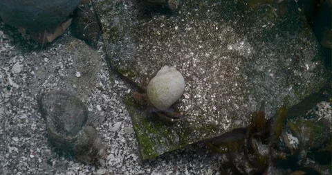 Hermit Crab Stock Footage 91949825