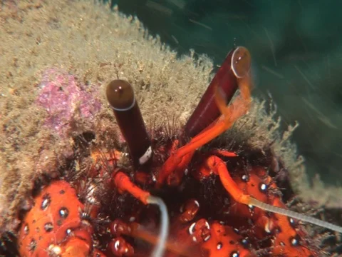 Hermit Crab Stock Footage 98703002