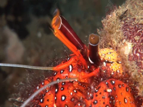 Hermit Crab Stock Footage 98703908