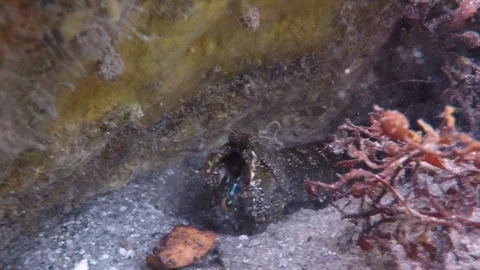 Hermit Crab Stock Footage 101369850