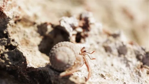 Hermit crab Stock Footage 104832274