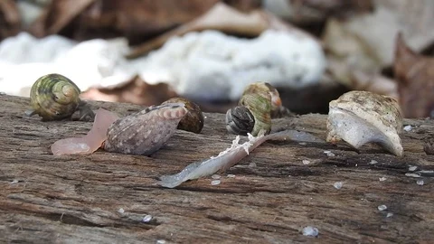 Hermit crab Stock Footage 105560755