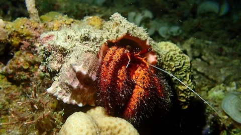 Hermit crab Stock Footage 112536417