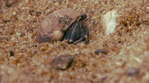 Hermit crab Stock Footage