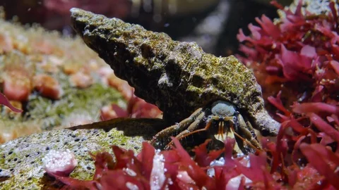 Hermit crab Video stock 126168439