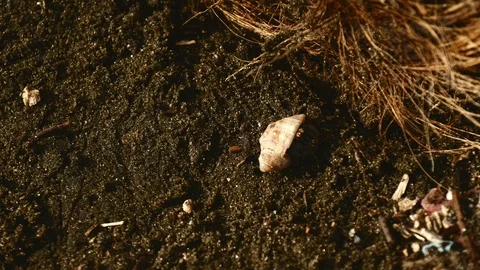 Hermit crab Stock Footage 126790582