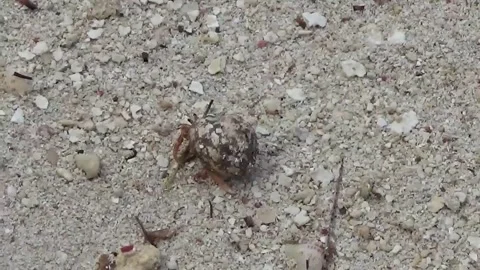 Hermit Crab 스톡 동영상 138643629