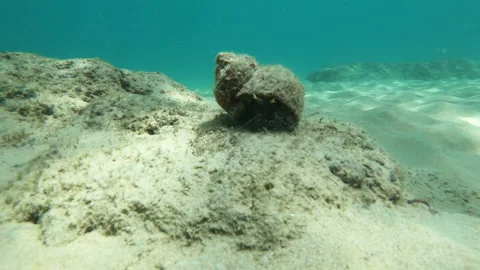 Hermit Crab Stock Footage 139748383