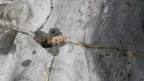 Hermit crab Stock Footage 150880934