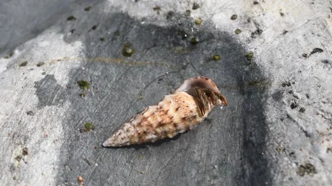 Hermit crab Stock Footage 150881580