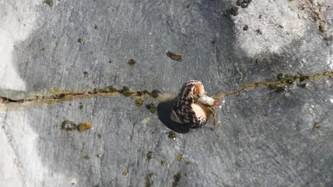 Hermit crab Stock Footage 150882879