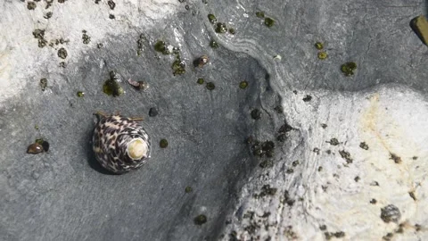 Hermit crab Stock Footage 151175383