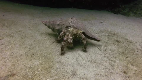 Hermit Crab Stock Footage 157994878