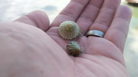 Hermit Crab Stock Footage 162114068