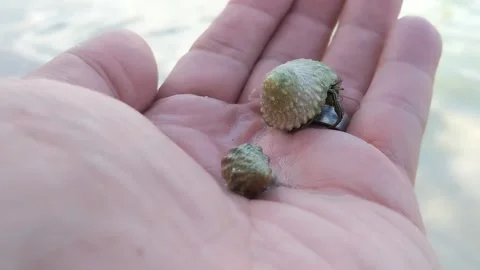 Hermit Crab Stock Footage 162114081