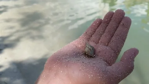 Hermit Crab Stock Footage 162114099