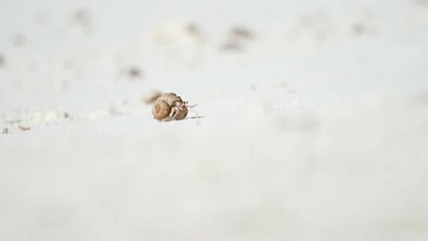 Hermit Crab Stock Footage 198805089