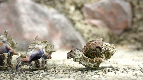 Hermit crab Stock Footage 208091224