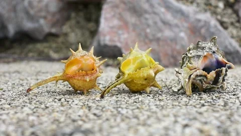 Hermit crab Stock Footage 208092154