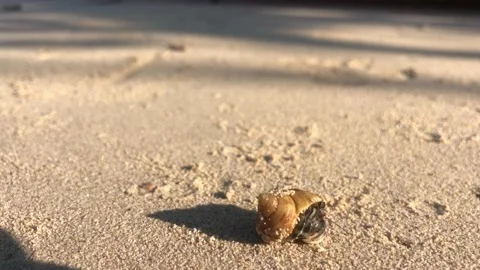 Hermit Crab Stock Footage 233247617